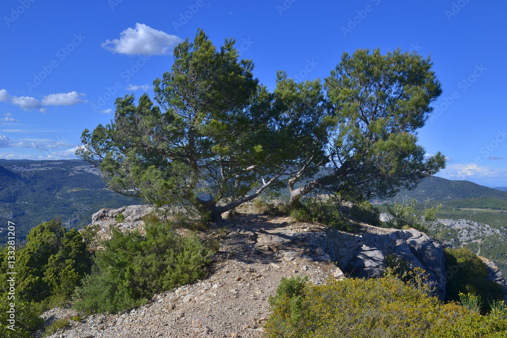 Pine trees on the rock in front of the mountain landscape Pine trees on the rock in front of the mountain landscape