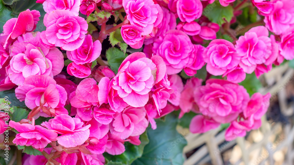 beautiful pink begonias in the garden. beautiful pink begonias in the garden.