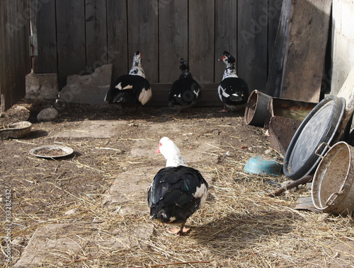 Domestic duck on farm yard photo