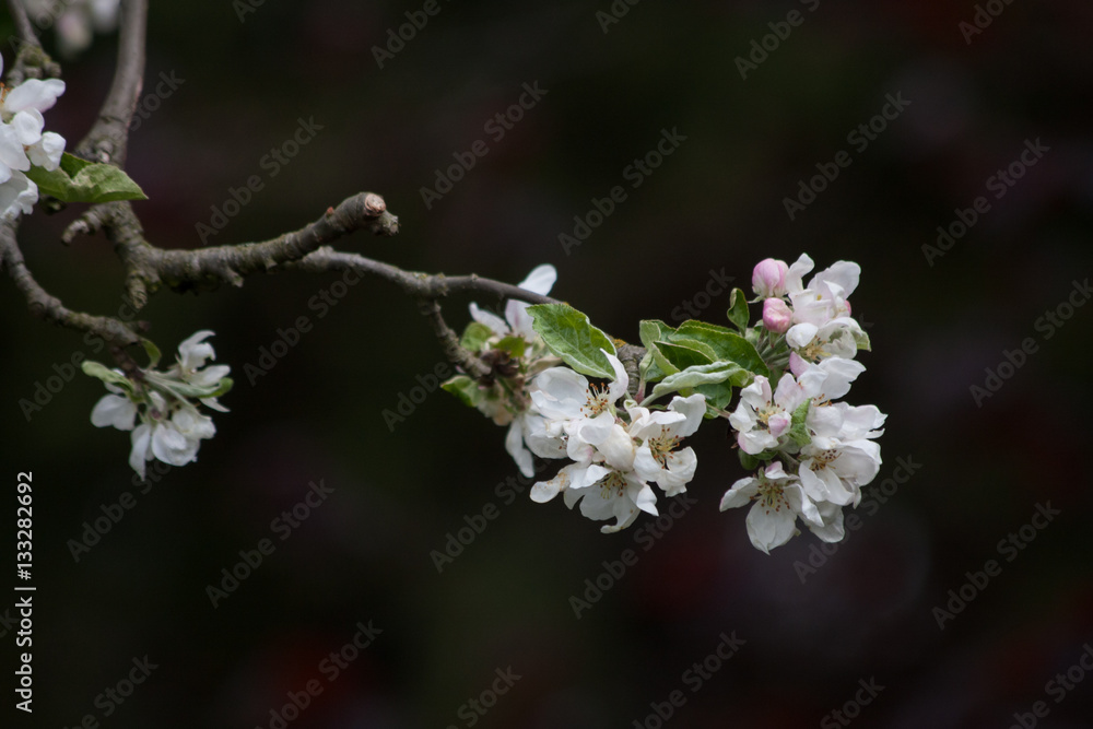 Apfelbaumblüten Apfelbaumblüten