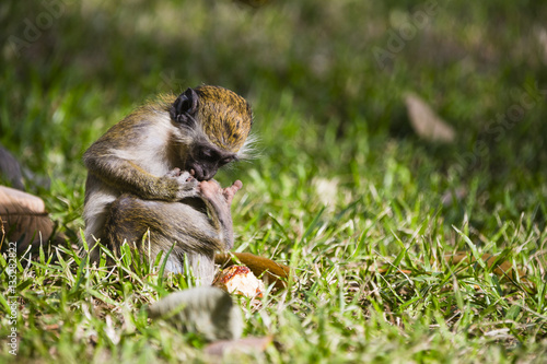 monkey playing with its foot photo