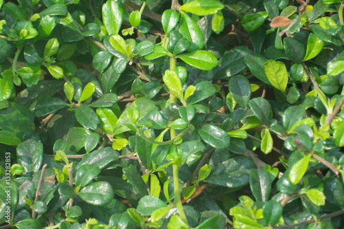 Close-up to fresh green leaf background © beatzboyz21