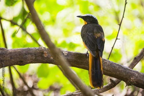 Robin chat in a tree photo