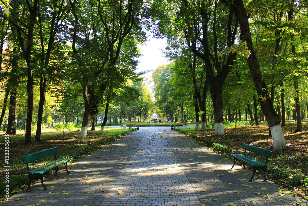 Autumnal park with promenade path and big trees