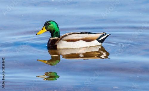 Male Mallard Duck (drake) swimming in Roosevelt lake in Arizona.
