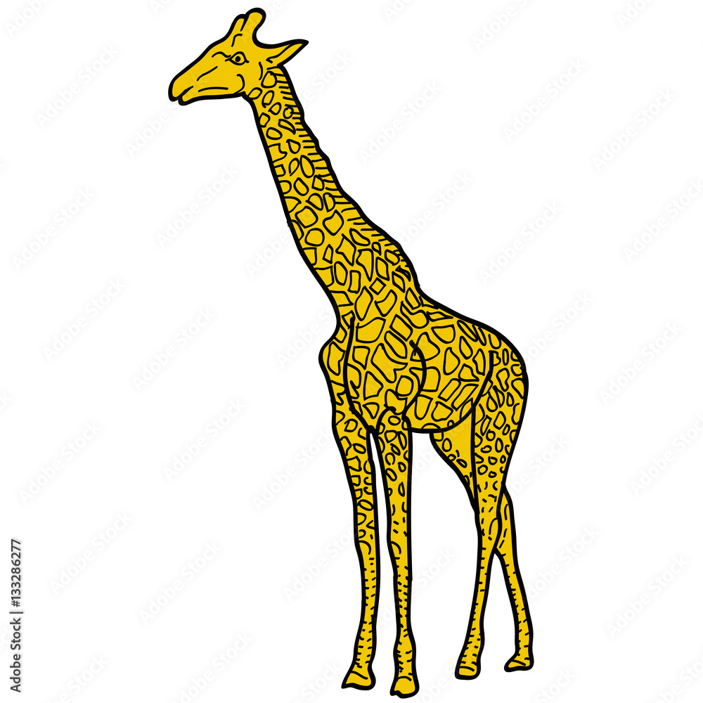 Obraz premium Sketch of high African giraffe on a white background. Vector illustration