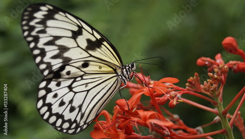 Schmetterling