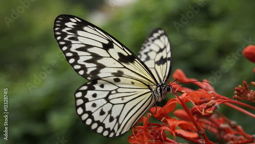 Schmetterling