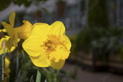 Yellow flower