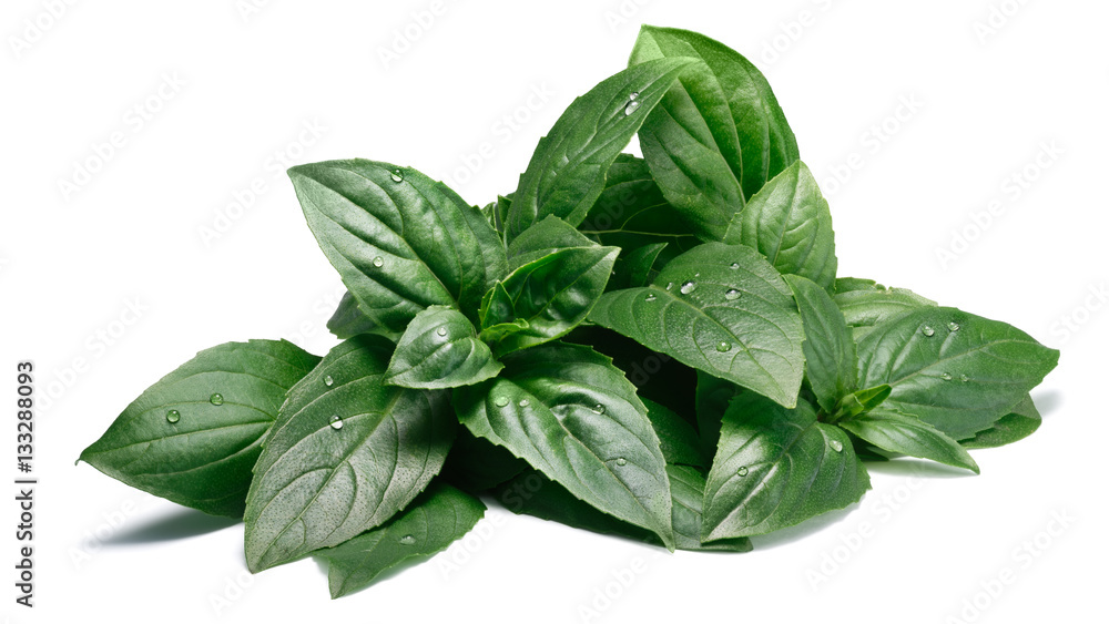 Fresh fragrant Thai Basil, paths Fresh fragrant Thai Basil, paths
