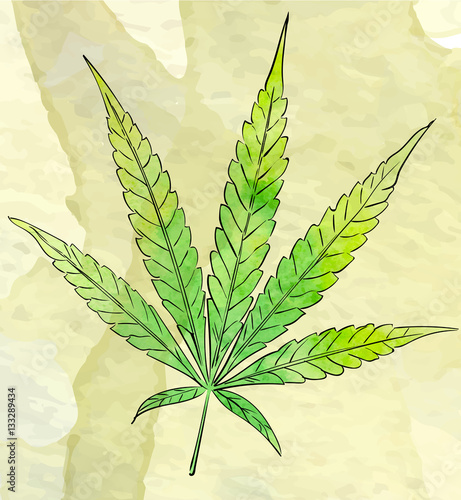 Marijuana leaf on the old watercolor paper background, vector image