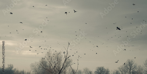 A Flock of Birds © krsmanovic