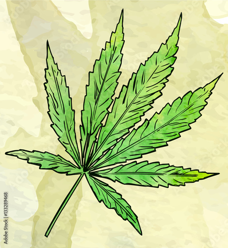Marijuana leaf on the old watercolor paper background, vector image