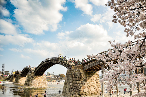 Cherry-blossoms and Kintai bridge in Iwakuni, Yamaguchi, Japan