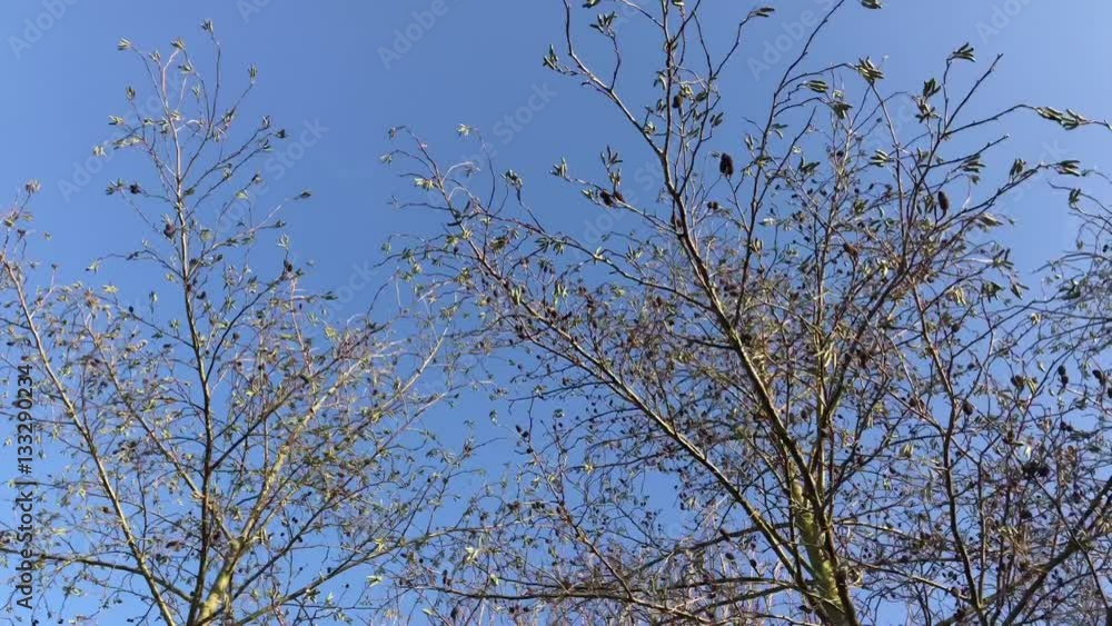 Trees in winter sway in strong winds against blue sky Trees in winter sway in strong winds against blue sky