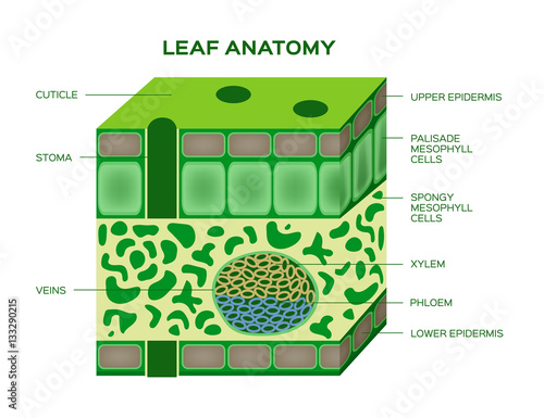 vector of a leaf anatomy on a white background