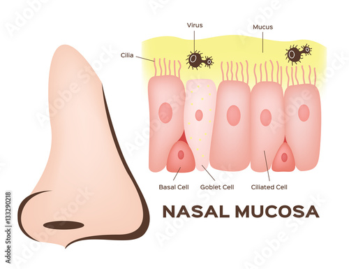 Nasal mucosa cells in nose vector photo