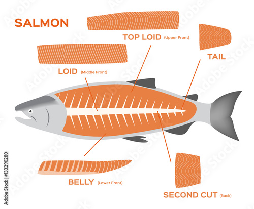 salmon part vector