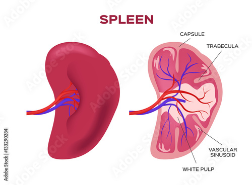 spleen vector photo