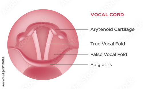 vocal cord vector , organ
