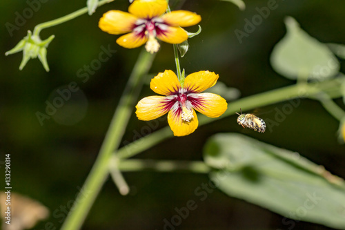 A bee flies towards a yellow and red flower with its legs tucked under it in full flight mode. Copy-space to the right and lower third.