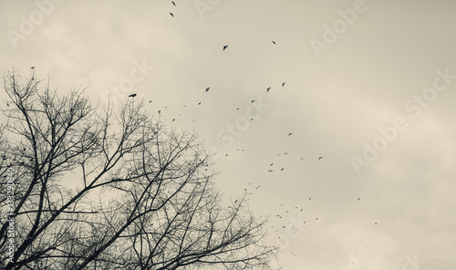 A Flock of Birds