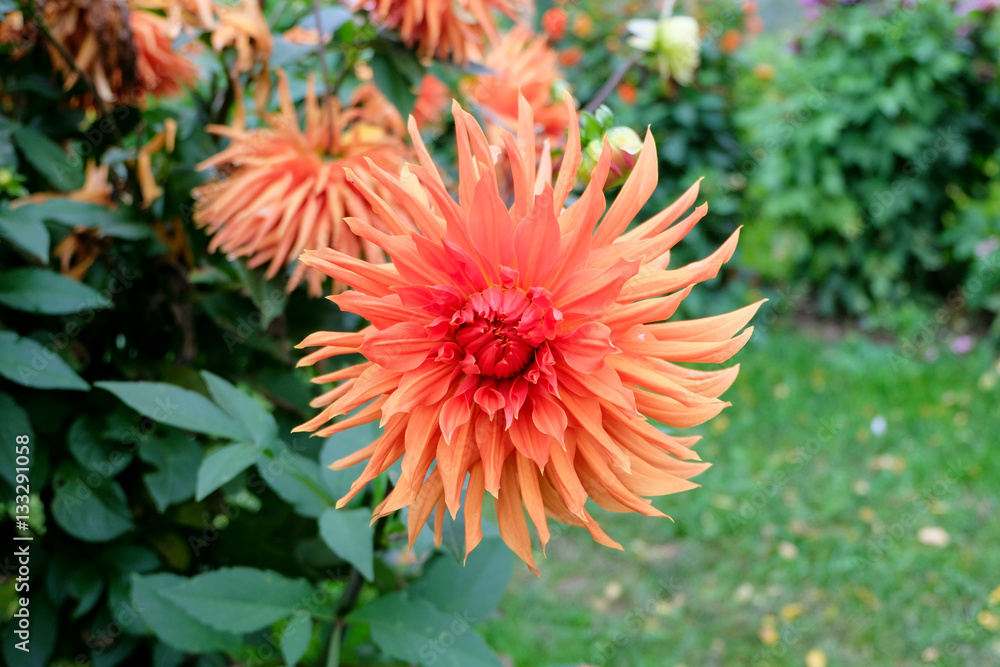 A dahlia (dalia) with multicolored petals in the garden. The colors vary from red and pink to orange and peach (pastel) tones. The flower is in full bloom. A dahlia (dalia) with multicolored petals in the garden. The colors vary from red and pink to orange and peach (pastel) tones. The flower is in full bloom.