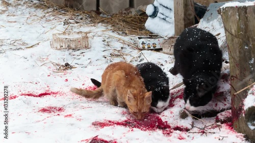 Homeless cats eats bird remains on the bloody snow