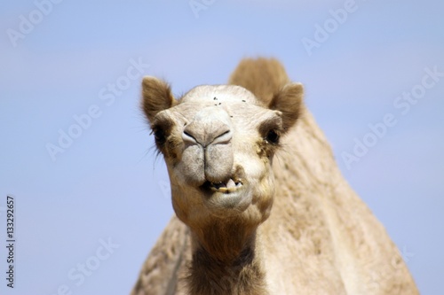 Smiling camel © Markus S.