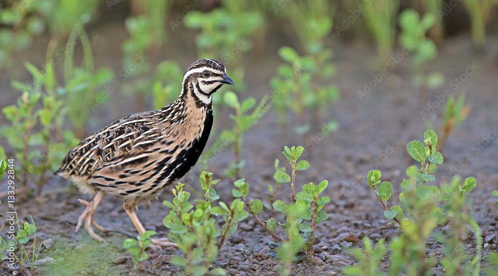 Bird, Rain Quail (Cotumix coromandelica) on the floor with littl Bird, Rain Quail (Cotumix coromandelica) on the floor with littl