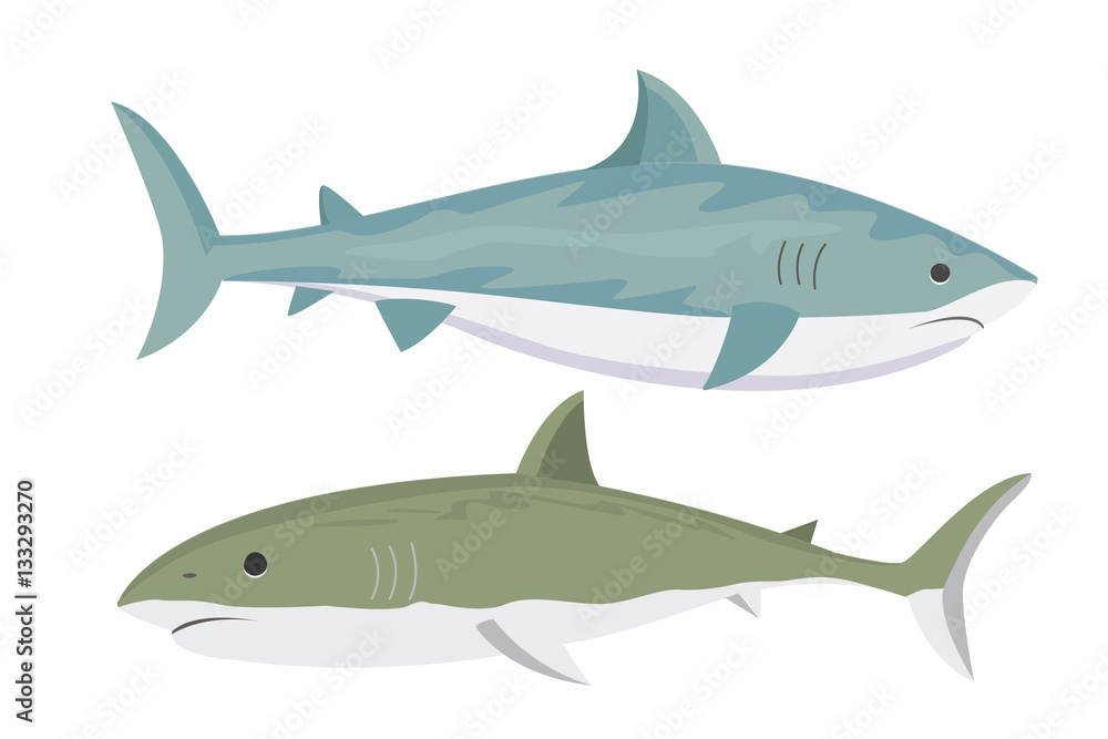 Fototapeta premium Vector shark character.