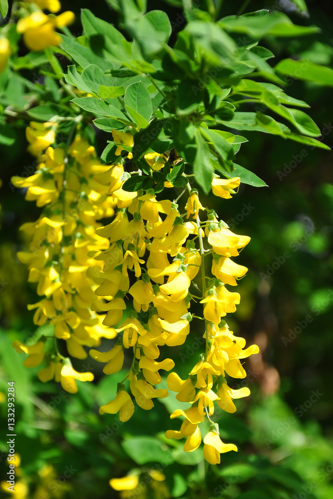 Goldregen (Laburnum anagyroides) Goldregen (Laburnum anagyroides)