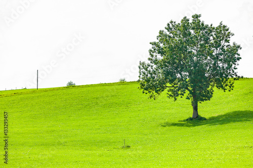 view of a gras field and a tree in summer