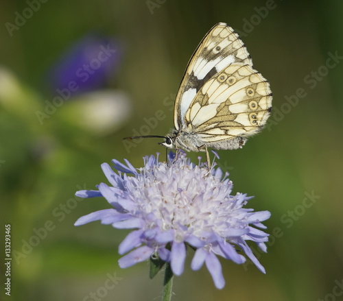 Schmetterling auf Blüte - butterfly on blossom