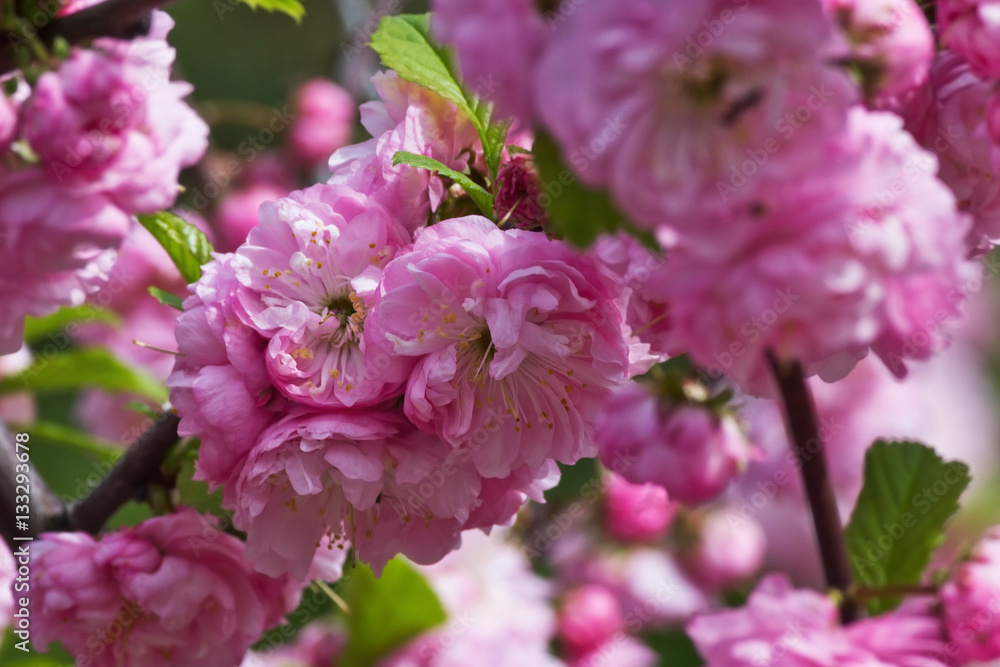 flowering bush of pink almond closeup