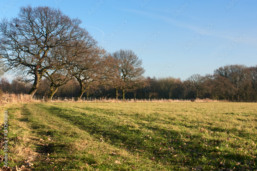 Winter cloudy landscape of old winter oak tree near the pond in cloudy winter weather 