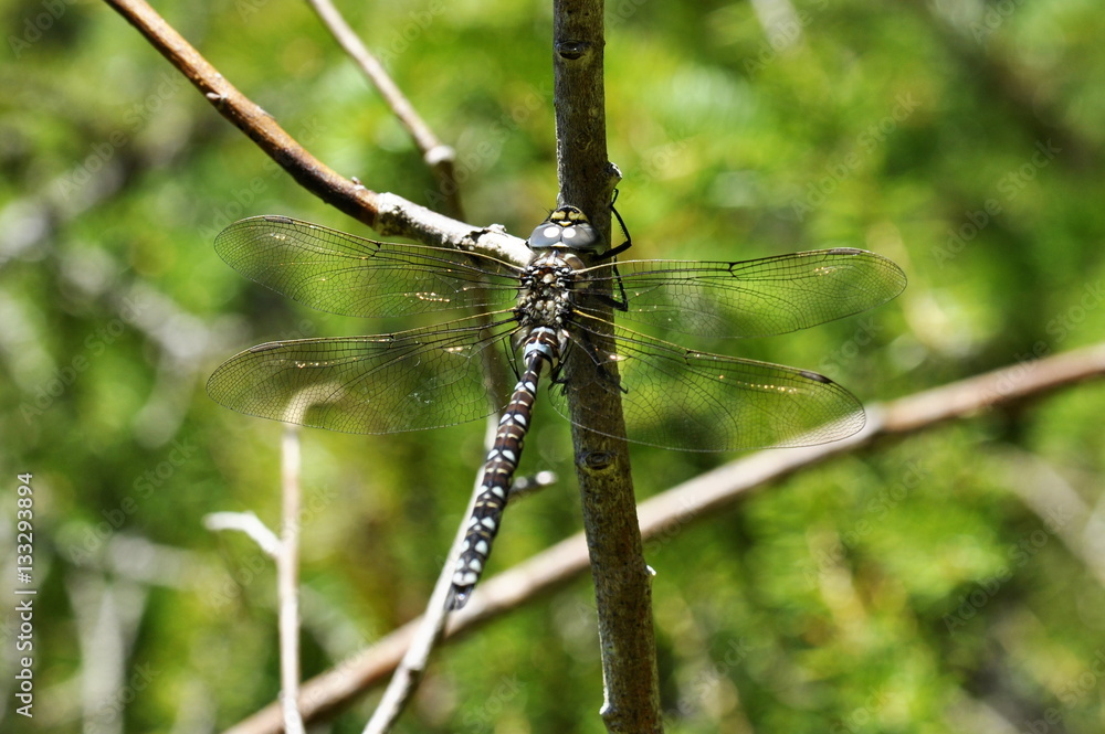 The dragonfly Aeshna subarctica sitting on a twig The dragonfly Aeshna subarctica sitting on a twig