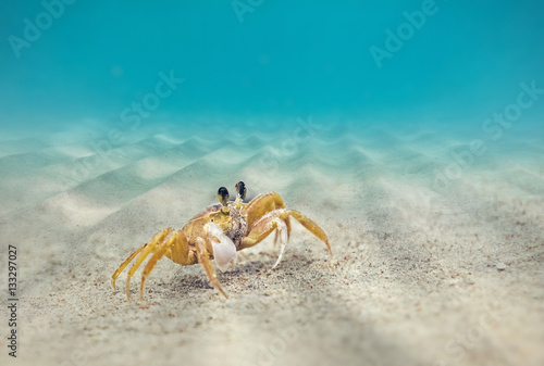 Underwater, Crab on the sandy bottom