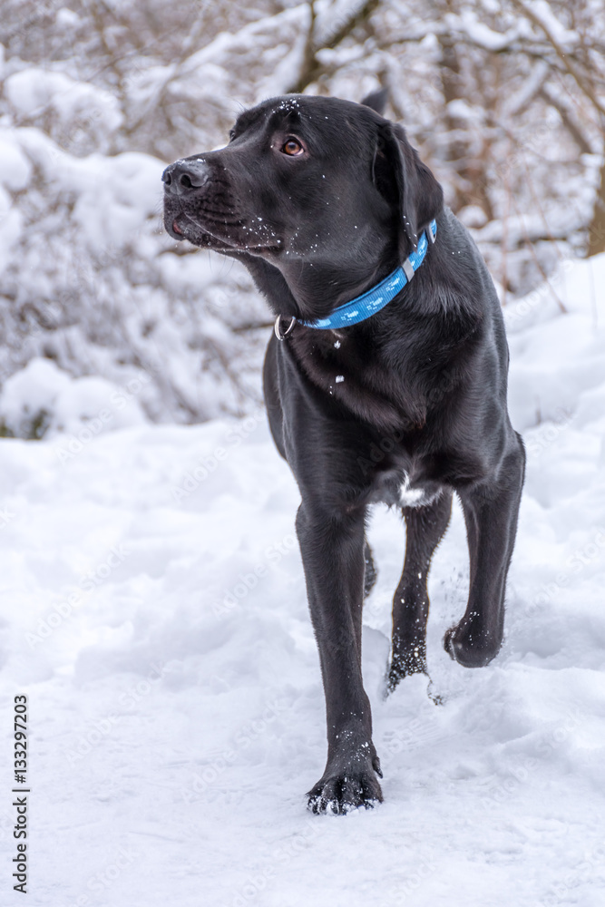 Black labrador retriever walking in the snow Black labrador retriever walking in the snow
