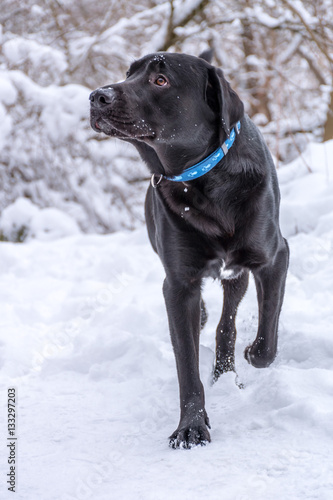 Black labrador retriever walking in the snow