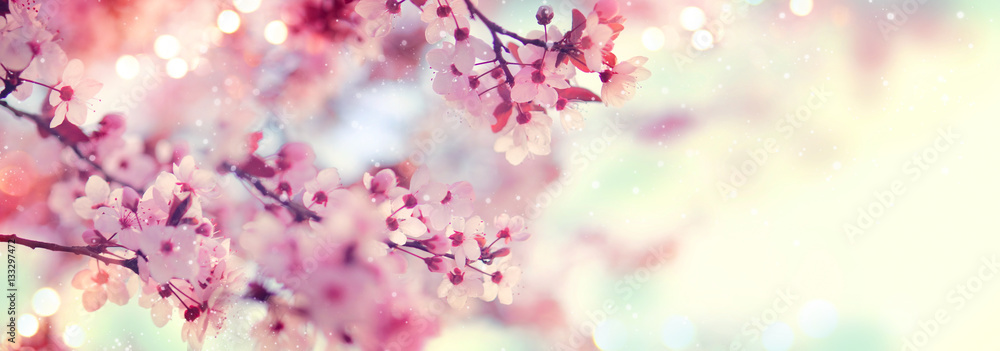 Fototapeta Wiosna granicy lub tło sztuka z różowym okwitnięciem. Piękna natury scena z kwitnącym drzewa i słońca racą