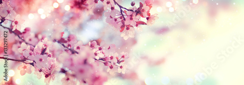Plakat Wiosna granicy lub tło sztuka z różowym okwitnięciem. Piękna natury scena z kwitnącym drzewa i słońca racą