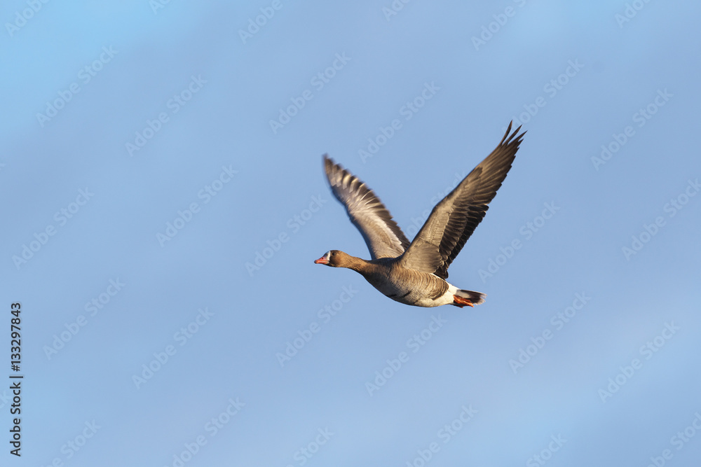 Obraz premium マガン(Greater white-fronted goose)