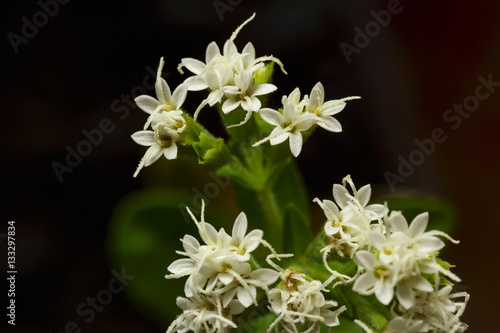 Stevia rebaudiana. Flower