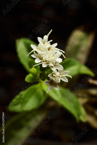 Stevia rebaudiana. Flower