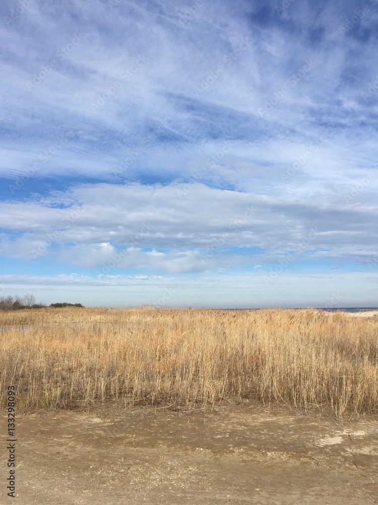 Chesapeake Bay grass under winter sky