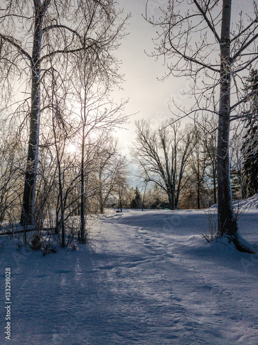 Winter Morning