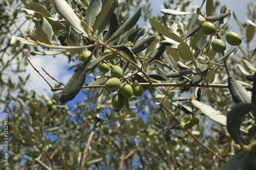 Olive branch with fruit