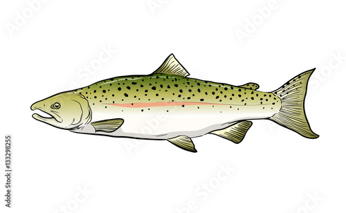A hand drawn vector sketch illustration of a Salmon fish.