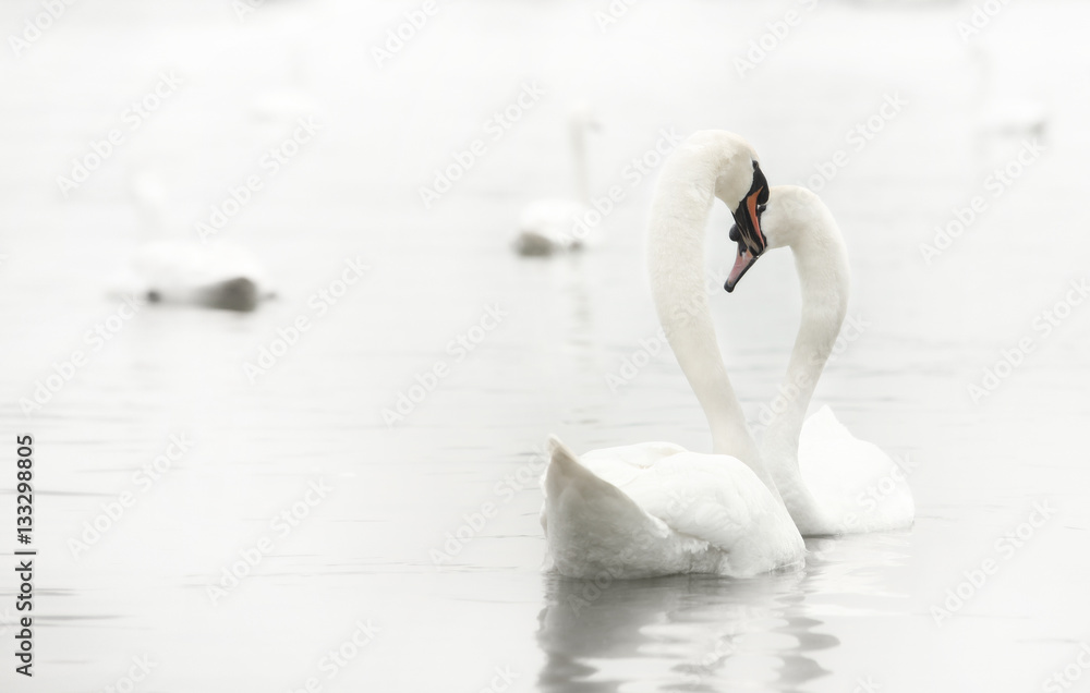 Fototapeta premium loving swans forming a heart valentines day